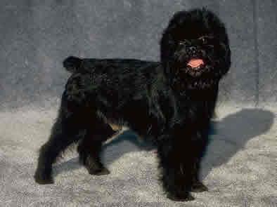Random photo of a dog