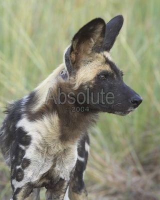 Random photo of a dog