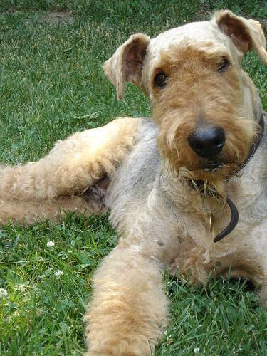 Random photo of a dog