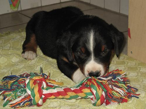 Random photo of a dog