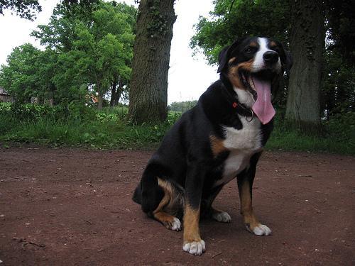 Random photo of a dog
