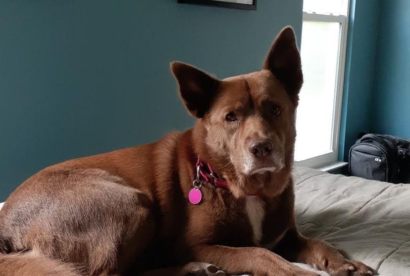 Random photo of a dog