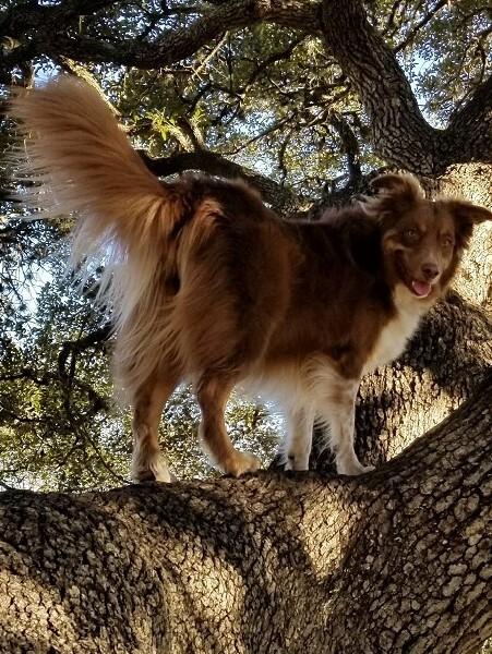 Random photo of a dog