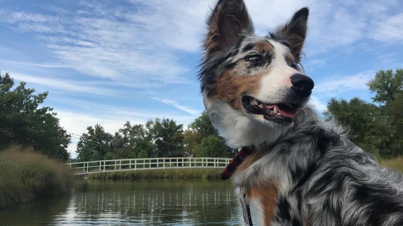 Random photo of a dog