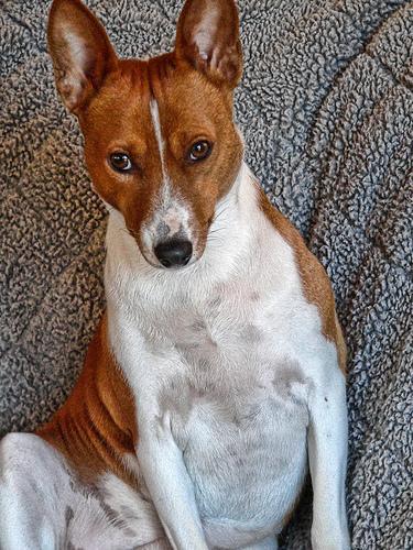 Random photo of a dog