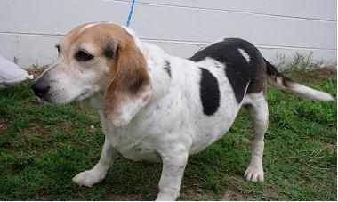 Random photo of a dog