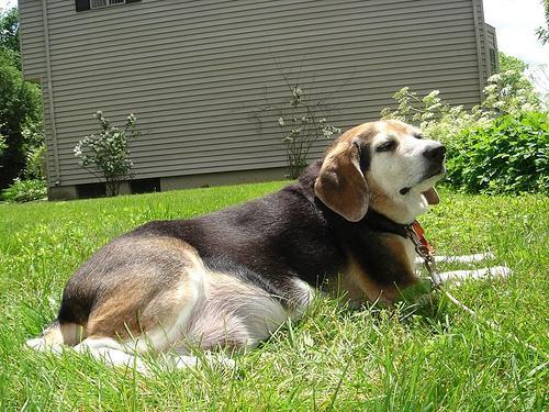 Random photo of a dog
