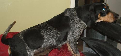 Random photo of a dog