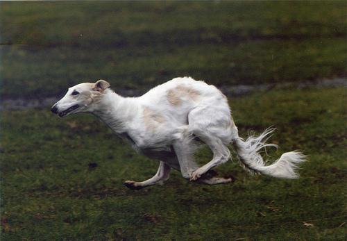 Random photo of a dog