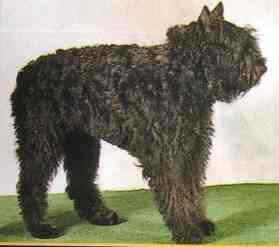 Random photo of a dog