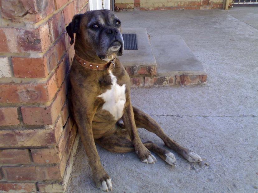Random photo of a dog