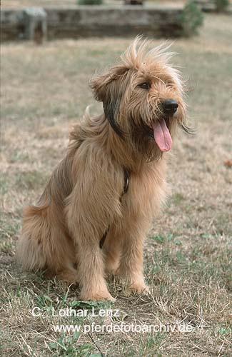 Random photo of a dog