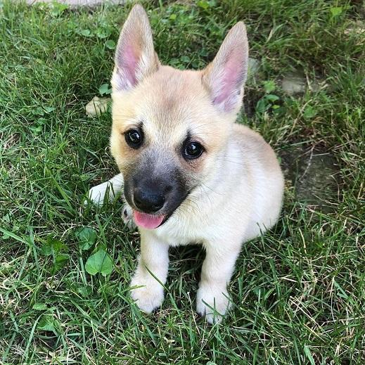 Random photo of a dog
