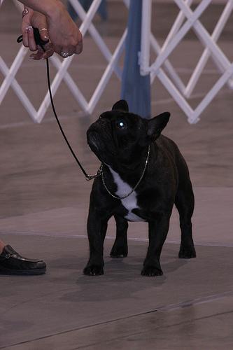 Random photo of a dog