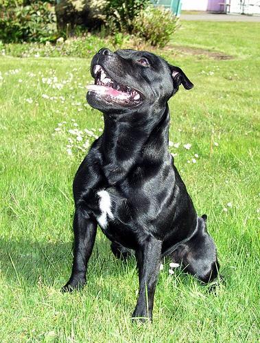 Random photo of a dog