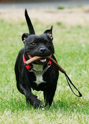 Random photo of a dog