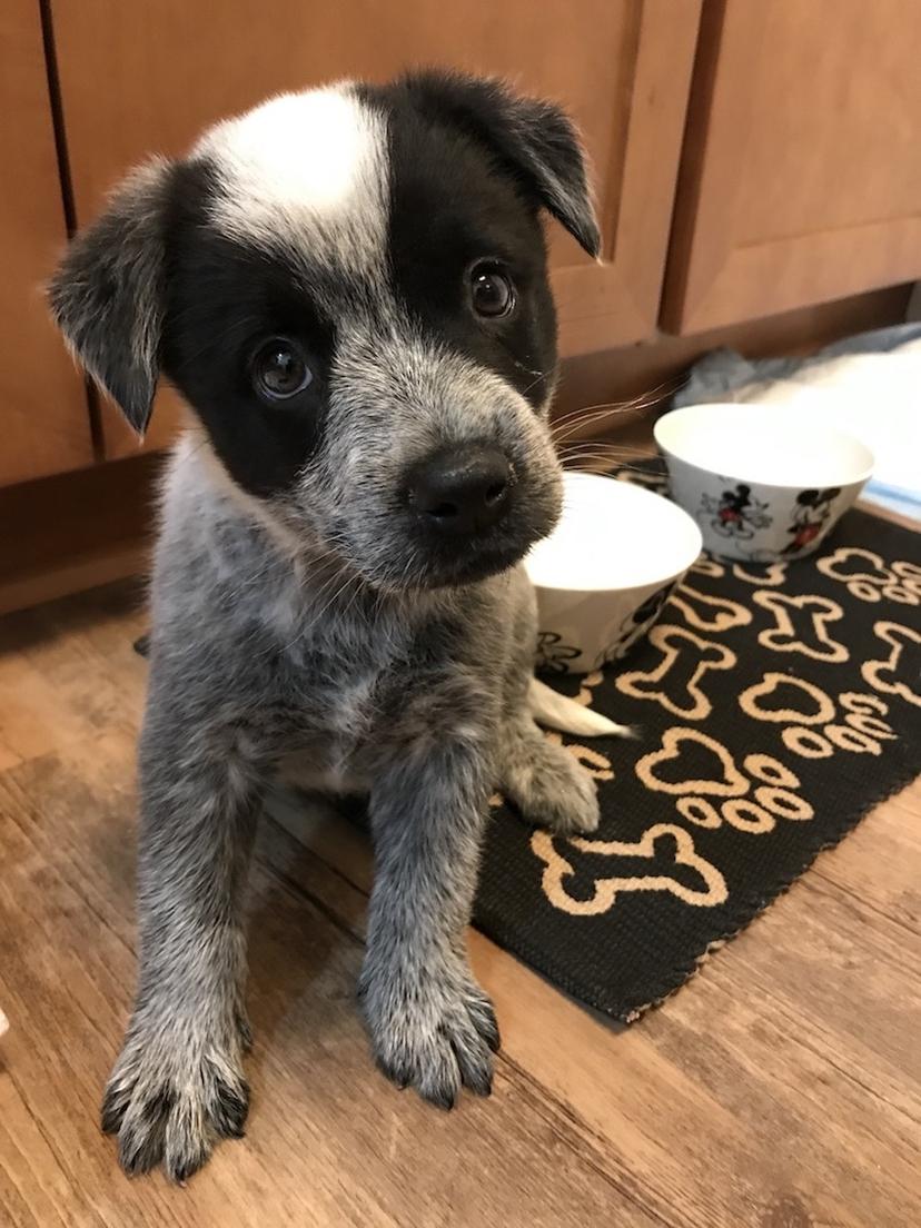 Random photo of a dog