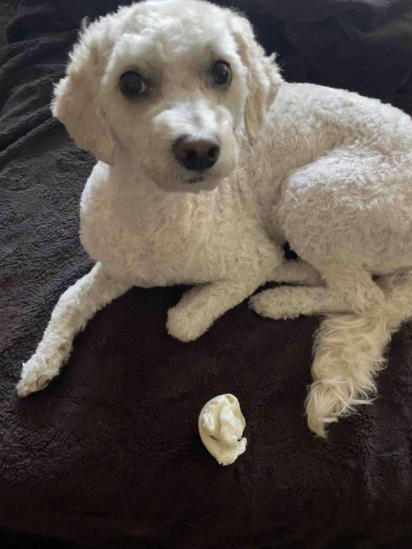 Random photo of a dog