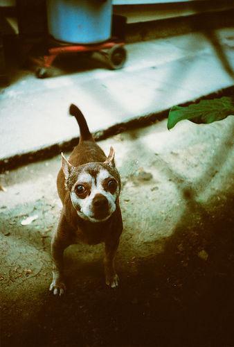 Random photo of a dog