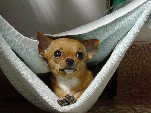 Random photo of a dog