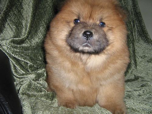 Random photo of a dog