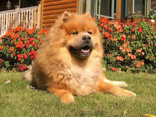 Random photo of a dog