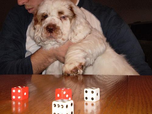 Random photo of a dog