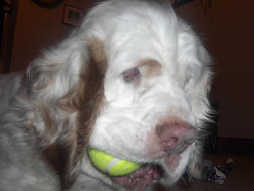 Random photo of a dog