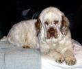 Random photo of a dog