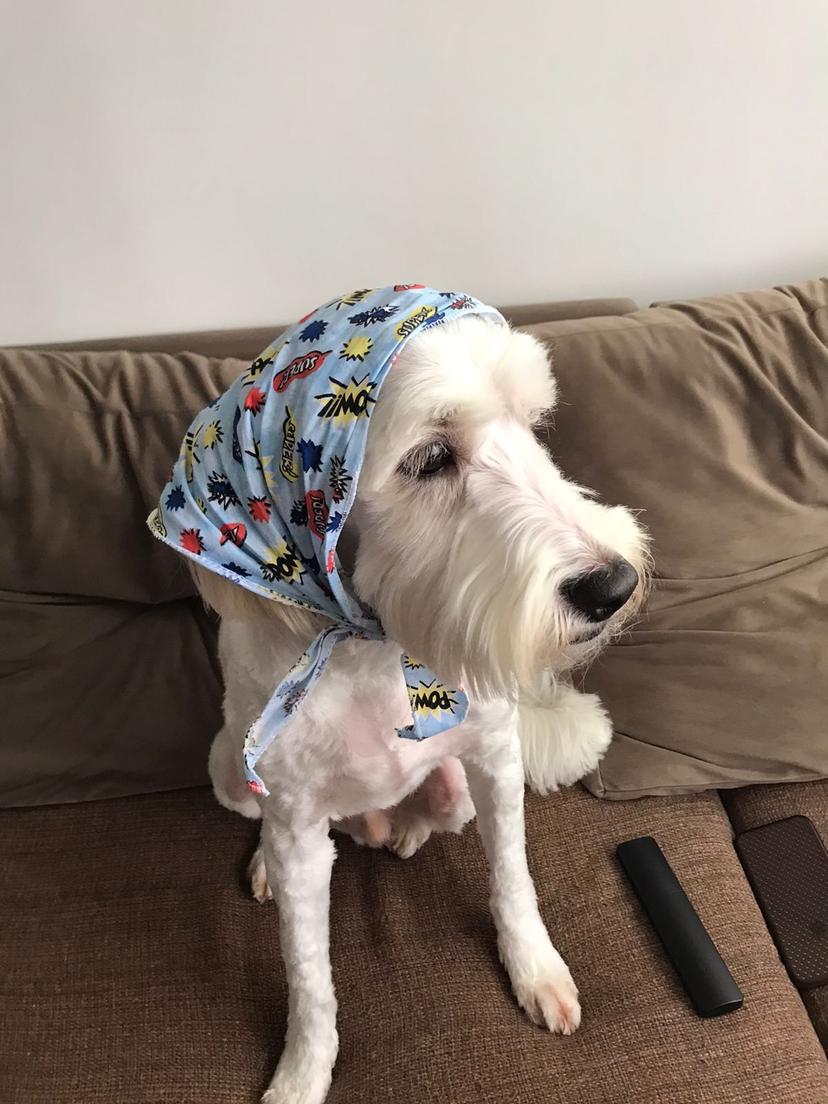 Random photo of a dog