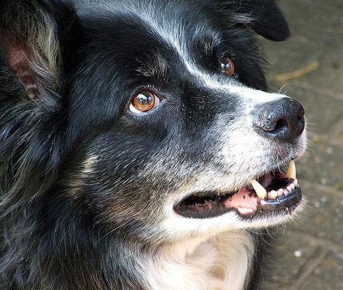 Random photo of a dog