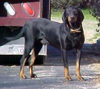 Random photo of a dog