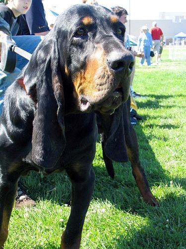 Random photo of a dog