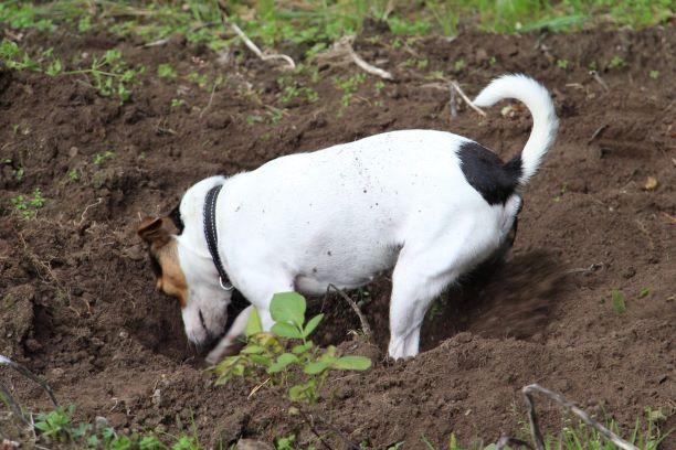 Random photo of a dog