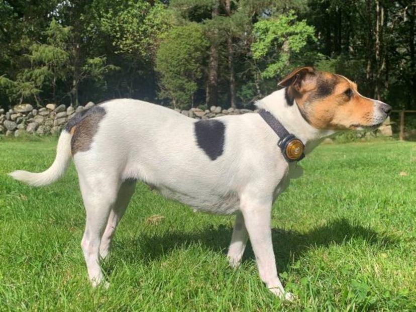 Random photo of a dog