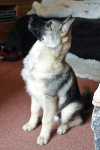 Random photo of a dog