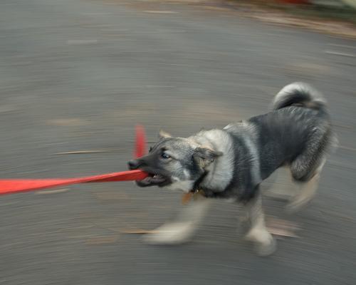 Random photo of a dog