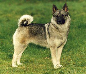 Random photo of a dog