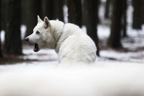 Random photo of a dog