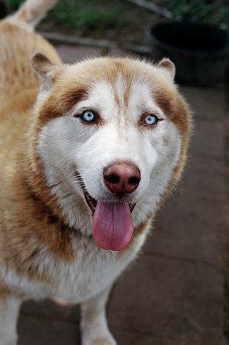 Random photo of a dog