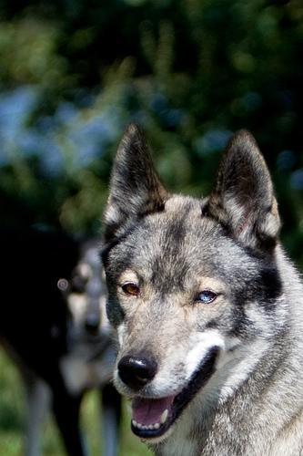 Random photo of a dog