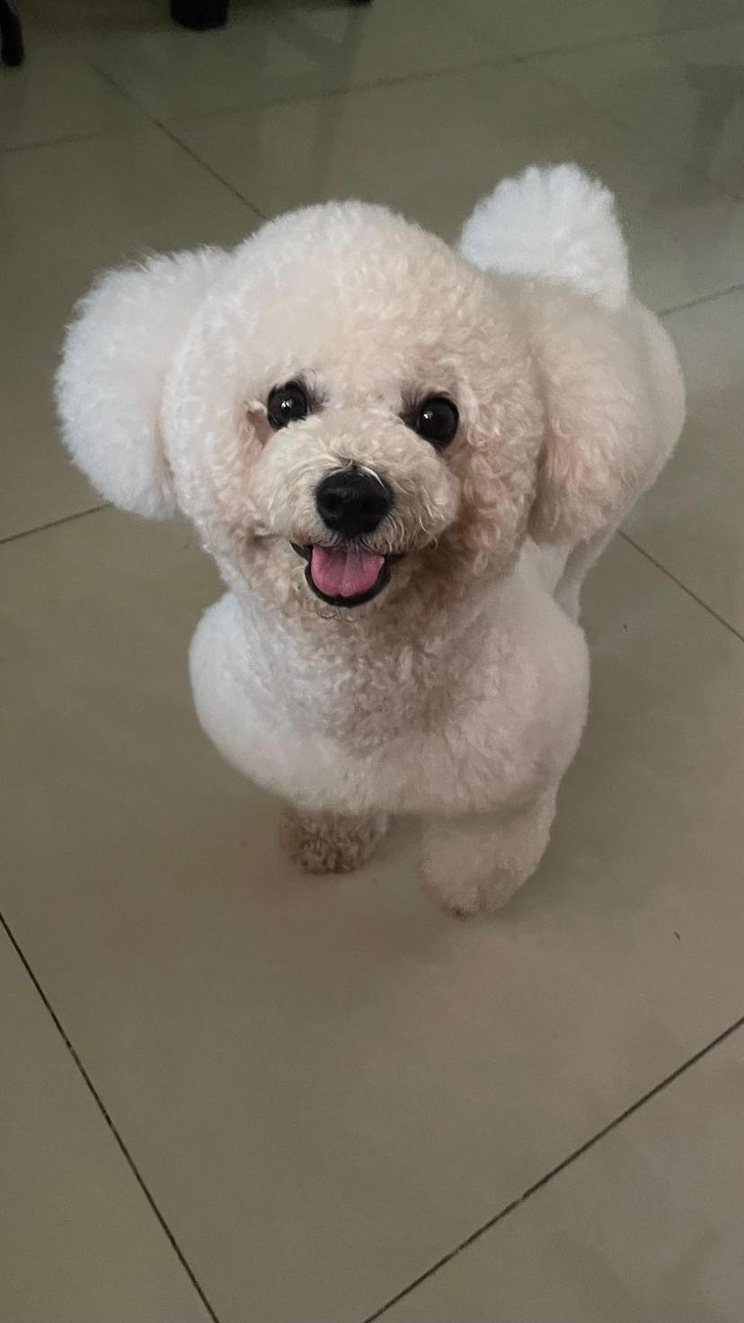 Random photo of a dog