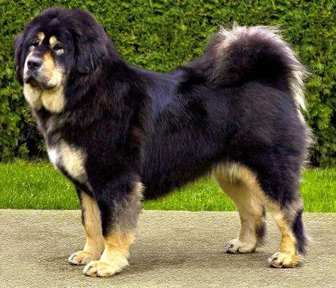 Random photo of a dog