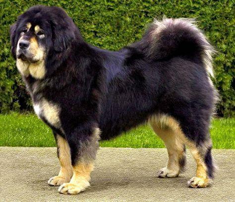 Random photo of a dog