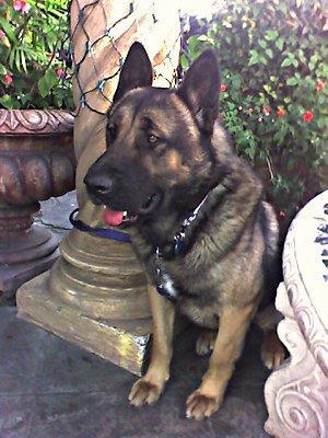 Random photo of a dog