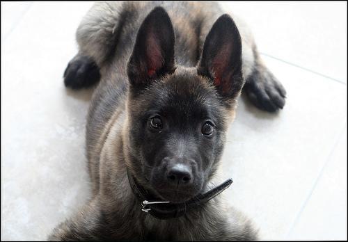 Random photo of a dog