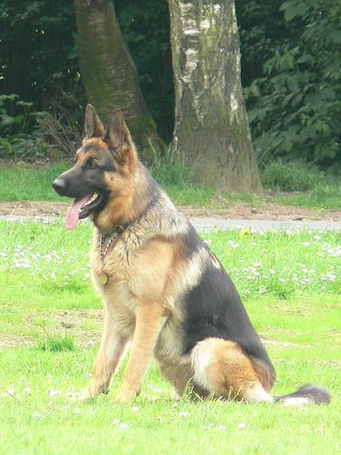 Random photo of a dog