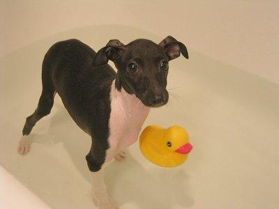 Random photo of a dog