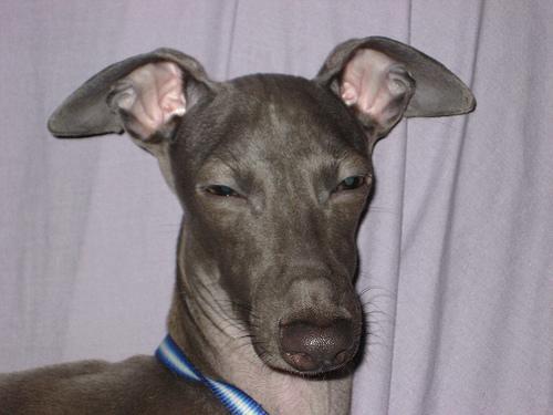 Random photo of a dog