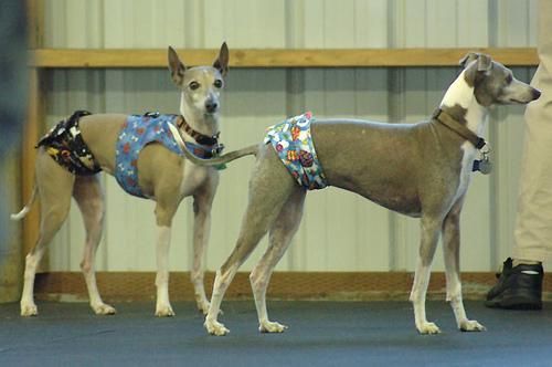 Random photo of a dog